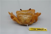 藏品(拉氏清溪蟹)的圖片